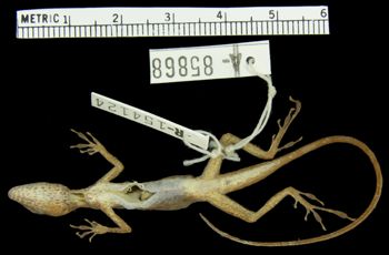 Media type: image; Herpetology R-154124